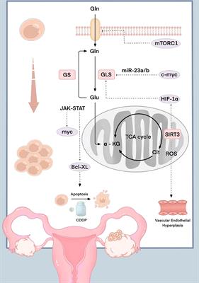 New progress of glutamine metabolism in the occurrence, development, and treatment of ovarian cancer from mechanism to clinic